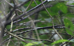 Phylloscopus claudiae