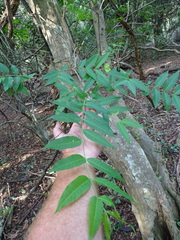 Wrightia natalensis