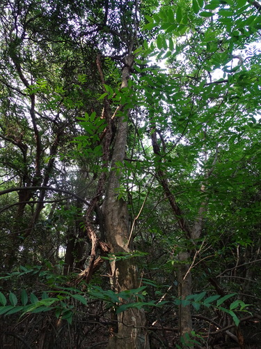 Image of Wrightia natalensis by (c) Shaun Swanepoel, some rights reserved (CC BY)