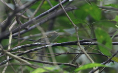 Phylloscopus claudiae