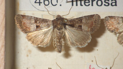 Mesoligia literosa
