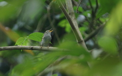 Phylloscopus claudiae