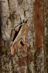 Agathodes designalis