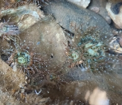 Anthopleura handi