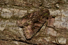 Noctuidae