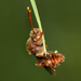 Nomad and Related Cuckoo Bees - Photo (c) Leon van der Noll, some rights reserved (CC BY-NC-ND)