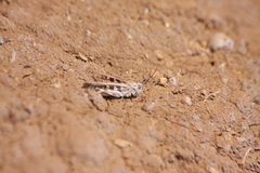 Oedaleus abruptus