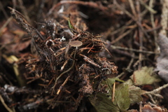 Strobilurus tenacellus