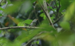 Phylloscopus claudiae