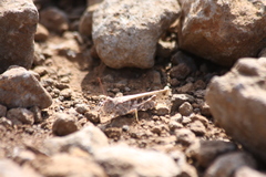 Oedaleus abruptus