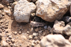 Oedaleus abruptus