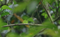 Phylloscopus claudiae