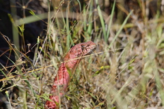 Masticophis flagellum