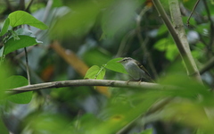 Phylloscopus claudiae