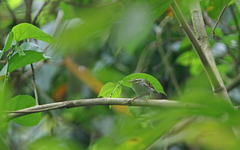 Phylloscopus claudiae