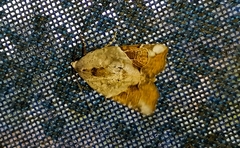 Gonodes liquida