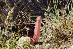 Masticophis flagellum