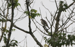 Accipiter trivirgatus