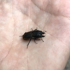 Erichius vittatus vittatus