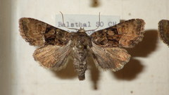Oligia latruncula