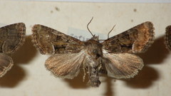 Oligia latruncula