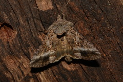 Plusiinae