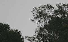 Psilopogon lagrandieri