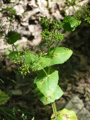 Smyrnium perfoliatum perfoliatum