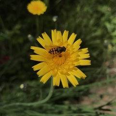 Syrphus octomaculatus