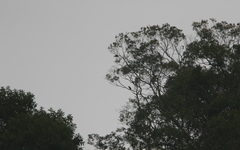 Psilopogon lagrandieri
