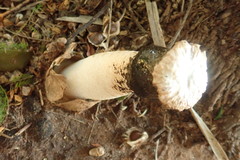 Itajahya galericulata