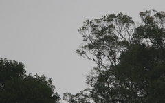 Psilopogon lagrandieri