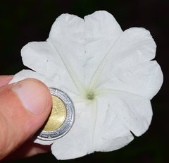 Ipomoea lottiae