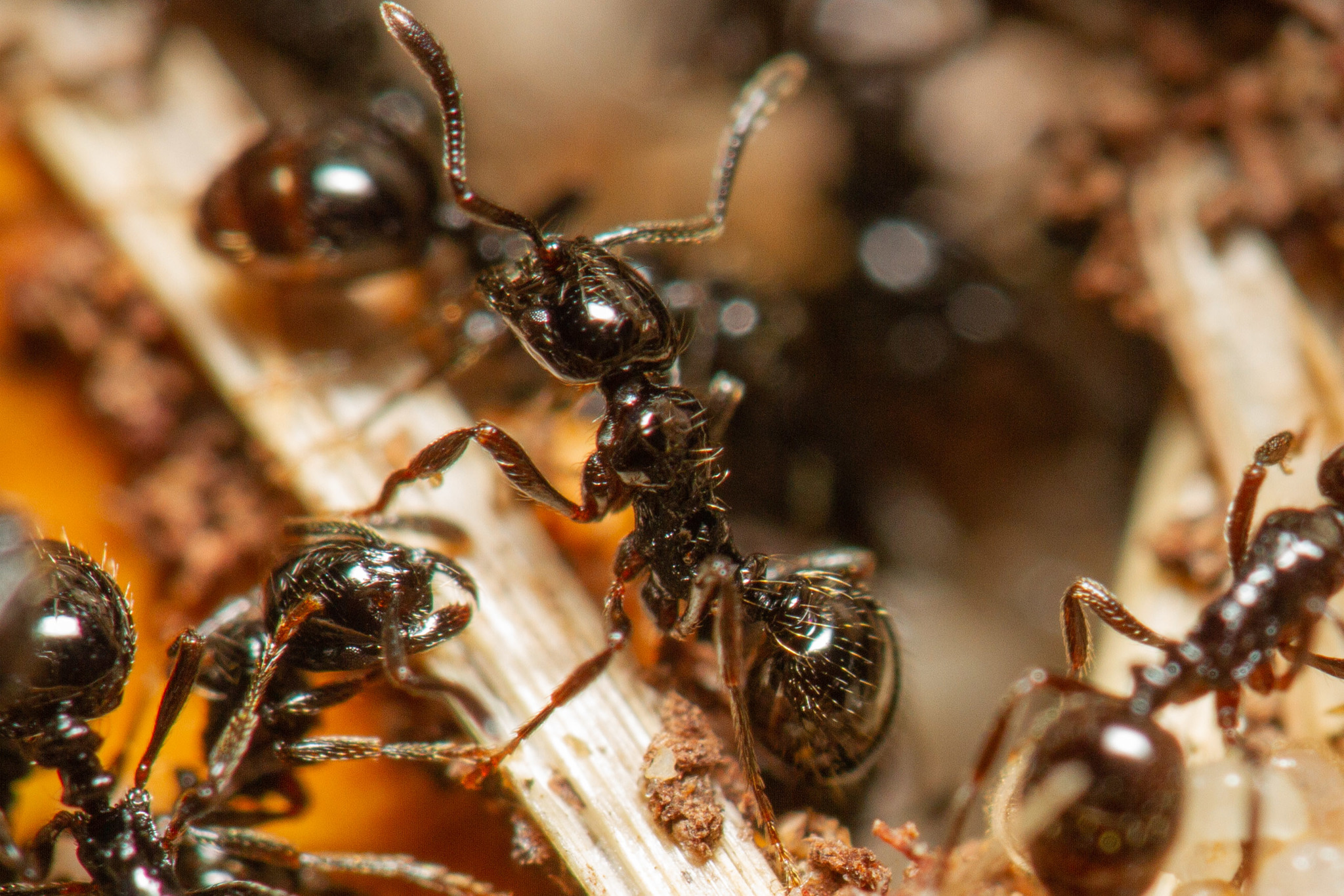 Monomorium bidentatum