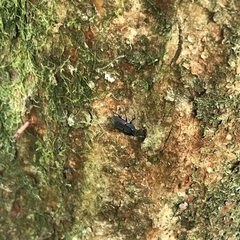 Erichius vittatus vittatus