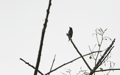 Aethopyga christinae