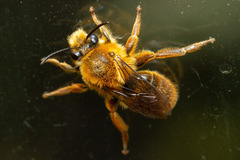 Cadeguala occidentalis