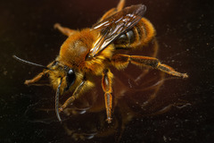 Cadeguala occidentalis