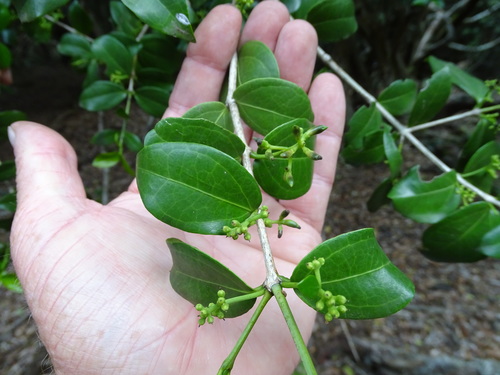 red bitterberry (Strychnos henningsii)