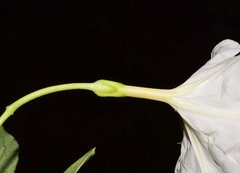 Ipomoea lottiae