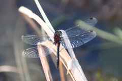 Leucorrhinia orientalis