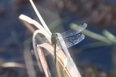 Leucorrhinia orientalis