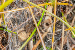 Diapontia anfibia