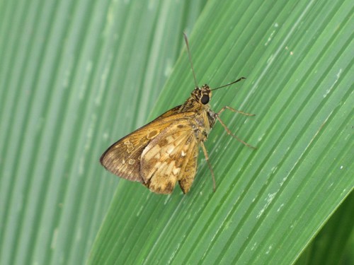 Large Pathfinder