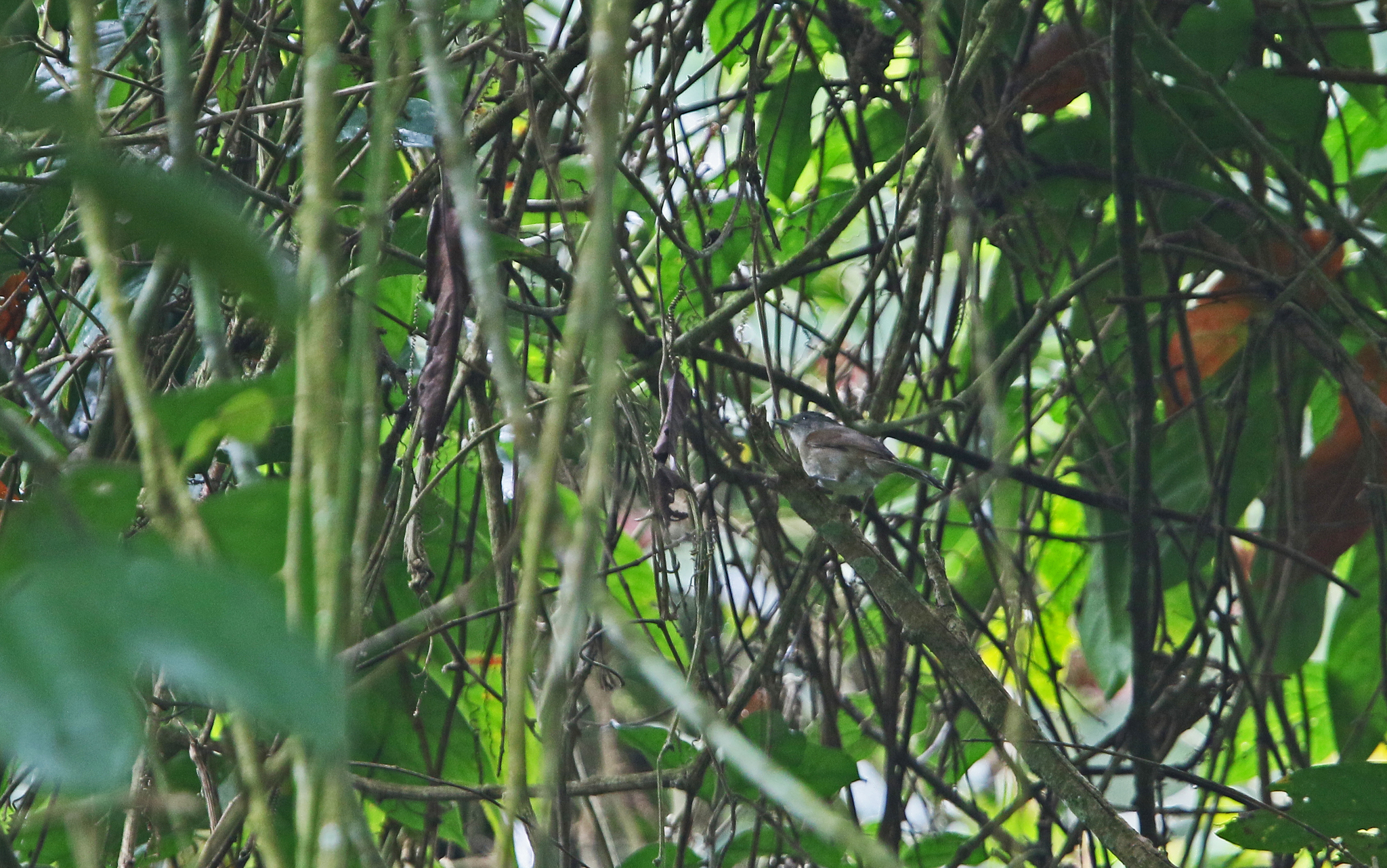 Black-browed Fulvetta (Alcippe grotei), photo 5