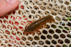 Samastacus spinifrons