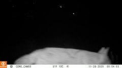 Canis latrans clepticus