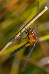 Erythrodiplax connata