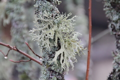 Evernia prunastri