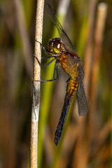 Erythrodiplax connata